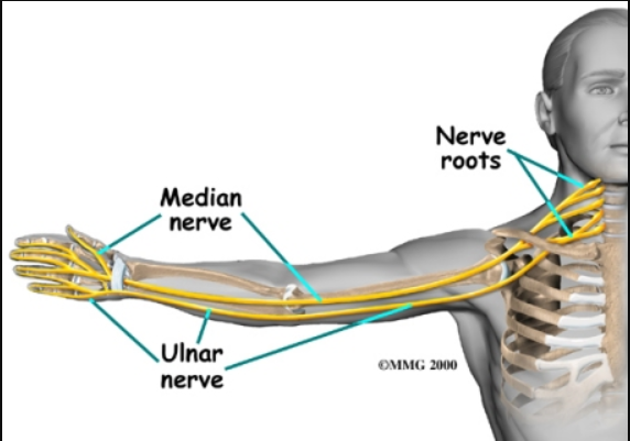 canal carpien nerf médian